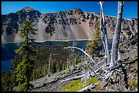 Whitebark pines on top of Wizard Island cinder cone. Crater Lake National Park ( color)