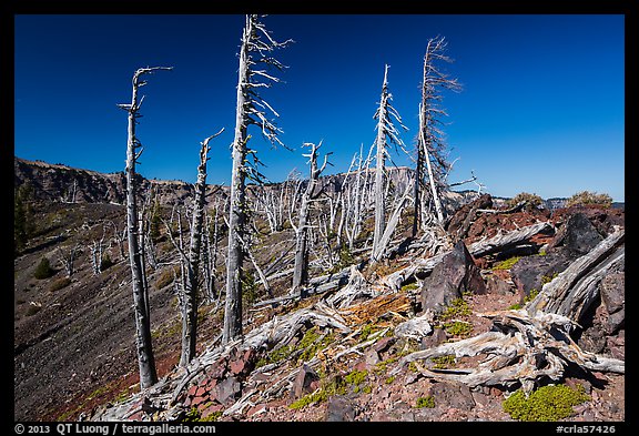Grove of Whitebark pines on top of Wizard Island cinder cone. Crater Lake National Park (color)