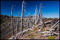 Grove of Whitebark pines on top of Wizard Island cinder cone. Crater Lake National Park ( color)