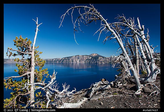 Lake and Mount Scott framed by Whitebark pines on top of Wizard Island cinder cone. Crater Lake National Park (color)