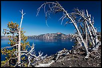 Lake and Mount Scott framed by Whitebark pines on top of Wizard Island cinder cone. Crater Lake National Park ( color)
