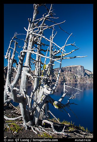 Fantastically shaped Whitebark pines, with Llao Rock in background. Crater Lake National Park (color)