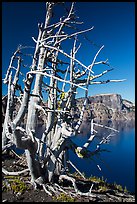 Fantastically shaped Whitebark pines, with Llao Rock in background. Crater Lake National Park ( color)