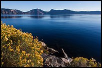 Rabbitbrush in late summer, Cleetwood Cove. Crater Lake National Park ( color)