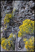 Sage flowers and cliff, Cleetwood Cove. Crater Lake National Park ( color)