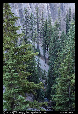 Hemlock in Munson Creek canyon. Crater Lake National Park (color)