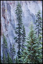 Trees and fossilized ash wall, Munson Creek. Crater Lake National Park ( color)