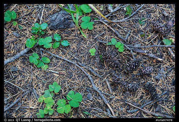 Ground view with fallen cones, needles, and leaves. Crater Lake National Park, Oregon, USA.