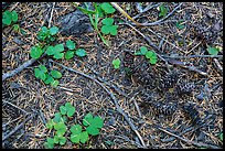 Ground view with fallen cones, needles, and leaves. Crater Lake National Park ( color)