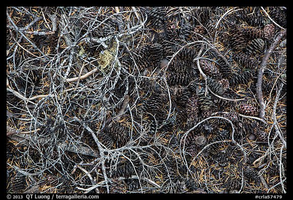 Ground view with fallen cones, needles, and branches. Crater Lake National Park, Oregon, USA.