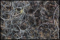 Ground view with fallen cones, needles, and branches. Crater Lake National Park ( color)