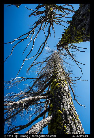 Looking up trees skeletons. Crater Lake National Park (color)