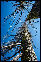 Looking up trees skeletons. Crater Lake National Park ( color)