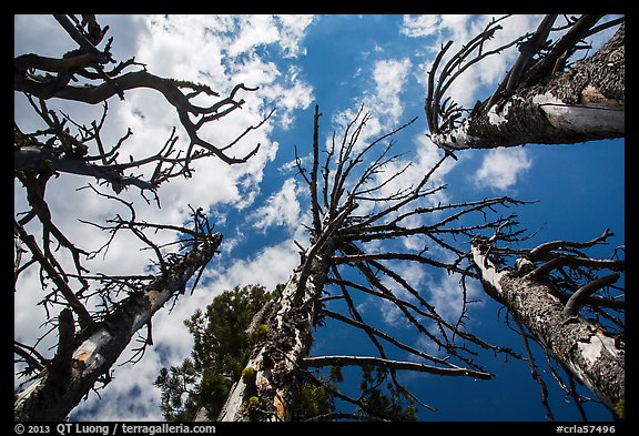 Looking up whitebark pine tree skeletons. Crater Lake National Park (color)