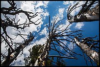 Looking up whitebark pine tree skeletons. Crater Lake National Park ( color)
