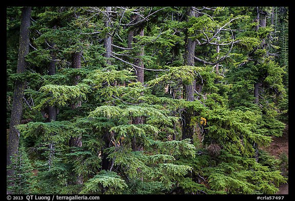 Western Hemlock forest. Crater Lake National Park (color)