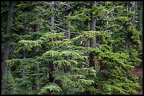Western Hemlock forest. Crater Lake National Park ( color)