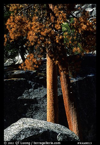 Pine trees with yellowed leaves, Cedar Grove. Kings Canyon National Park (color)
