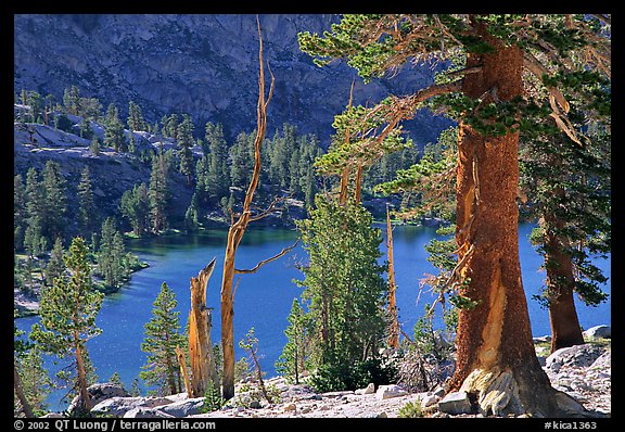 Pines and Rae Lake. Kings Canyon National Park, California, USA.