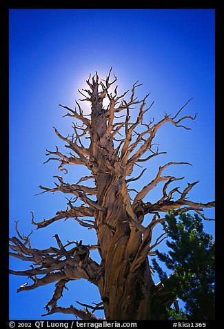 Dead lodgepole pine tree. Kings Canyon National Park, California, USA.