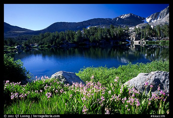 Wildflowers and Woods Lake, morning. Kings Canyon  National Park, California, USA.