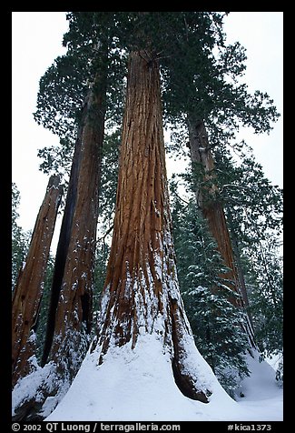 Giant Sequoia trees in winter, Grant Grove. Kings Canyon  National Park (color)