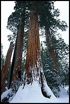 Giant Sequoia trees in winter, Grant Grove. Kings Canyon  National Park, California, USA.