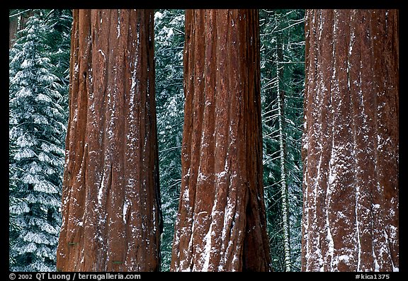 Three Sequoias trunks in Grant Grove, winter. Kings Canyon National Park, California, USA.