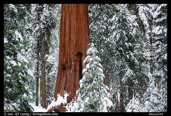 Sequoias in Grant Grove, winter. Kings Canyon National Park, California, USA.