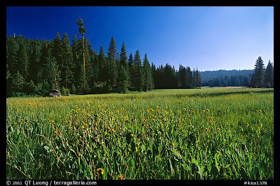 Meadow near Grant Grove, summer afternoon, Giant Sequoia National Monument near Kings Canyon National Park. California, USA