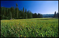Meadow near Grant Grove, summer afternoon, Giant Sequoia National Monument near Kings Canyon National Park. California, USA (color)