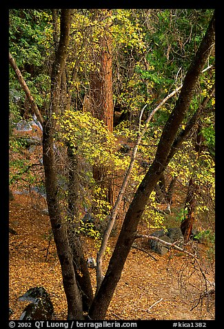 Cedar Grove in autumn. Kings Canyon National Park (color)