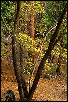 Cedar Grove in autumn. Kings Canyon National Park, California, USA. (color)