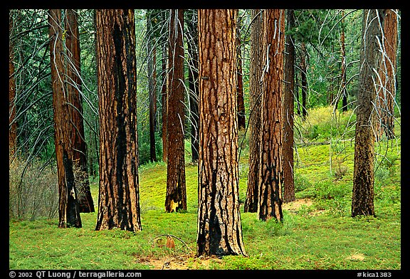Pines in Cedar Grove. Kings Canyon National Park (color)