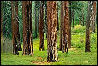 Pines in Cedar Grove. Kings Canyon National Park, California, USA.