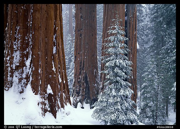 Sequoias in winter snow storm, Grant Grove. Kings Canyon  National Park (color)