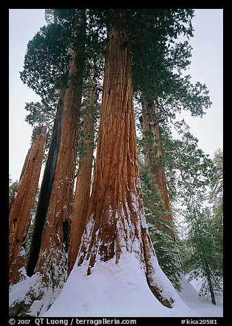 Giant Sequoia trees in winter, Grant Grove. Kings Canyon  National Park (color)