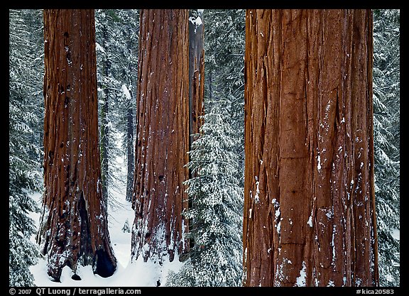 Sequoias (Sequoiadendron giganteum) and pine trees covered with fresh snow, Grant Grove. Kings Canyon National Park, California, USA.