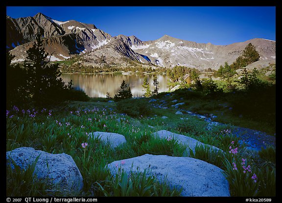 Woods lake and wildflowers, morning. Kings Canyon  National Park (color)