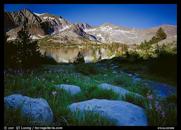 Woods lake and wildflowers, morning. Kings Canyon National Park (color)