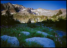 Woods lake and wildflowers, morning. Kings Canyon National Park ( color)