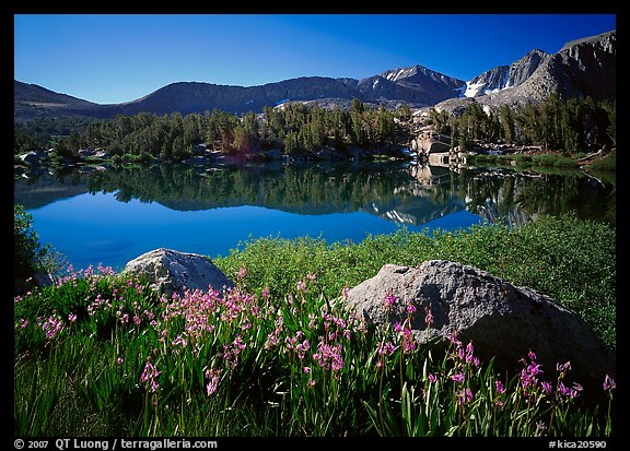 Wildflowers and Woods Lake, morning. Kings Canyon National Park, California, USA.