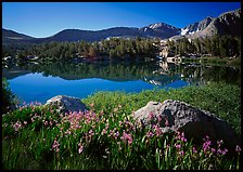 Wildflowers and Woods Lake, morning. Kings Canyon National Park, California, USA.