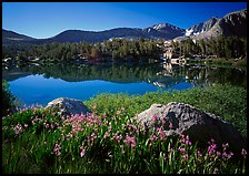 Wildflowers and Woods Lake, morning. Kings Canyon  National Park ( color)