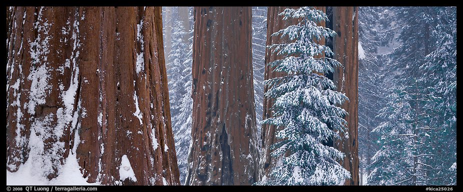 Sequoia forest in snow. Kings Canyon  National Park (color)