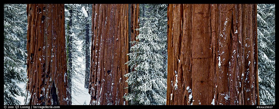 Sequoias grove in winter. Kings Canyon  National Park (color)