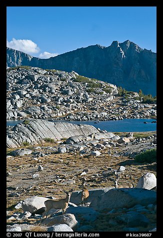 Deer in alpine terrain, Dusy Basin, afternoon. Kings Canyon National Park, California, USA.
