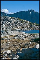 Deer in alpine terrain, Dusy Basin, afternoon. Kings Canyon National Park, California, USA.