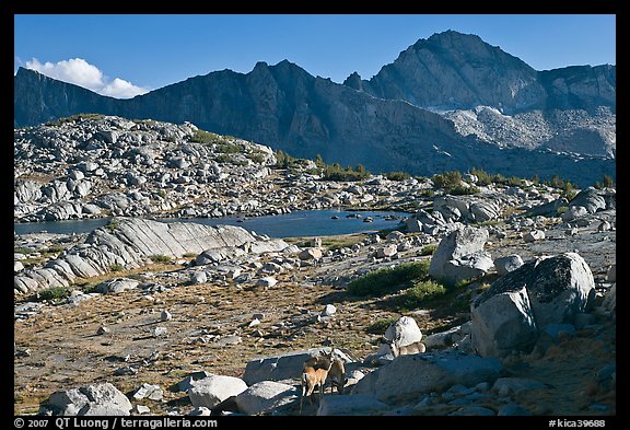 Deer, boulders, alpine lake, and mountains, Dusy Basin. Kings Canyon National Park, California, USA.