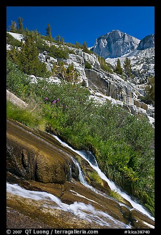 Waterfall, wildflowers and mountains, Le Conte Canyon. Kings Canyon National Park, California, USA.